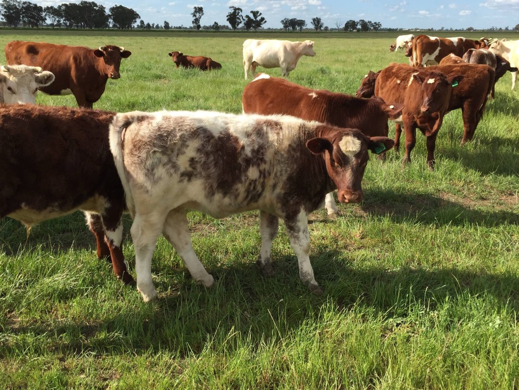 11206499_1446970355600643_8982344750577455023_o Eden Farm Produce