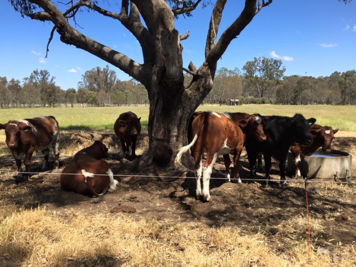12143282_1504029879894690_7132312203371769134_n Eden Farm Produce