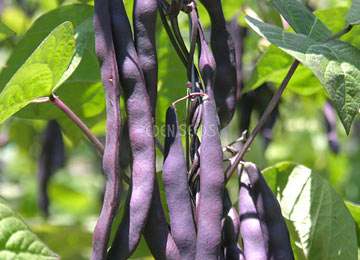 BEAN, CLIMBING Purple King – Seeds