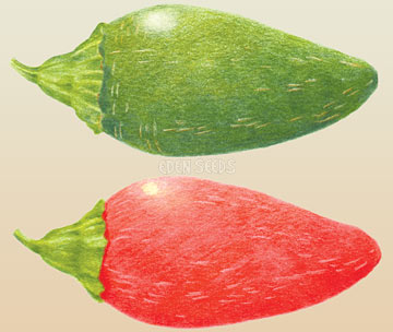 CHILLI Jalapeno (Capsicum annuum)