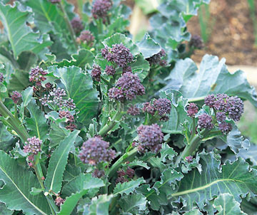 BROCCOLI Purple Sprouting Early – Seeds
