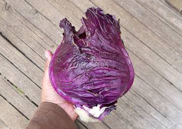 CABBAGE Red Acre – Seeds