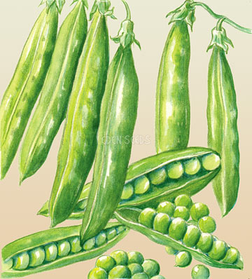 PEA Greenfeast (Lincoln) – Seeds