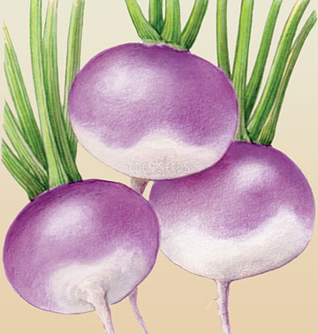 TURNIP Purple Top White Globe – Seeds